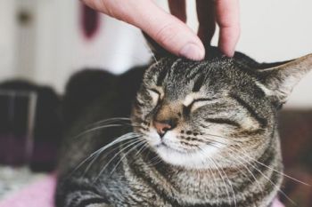 How Do Cats Show Affection? 7 Cat Affection Signs - Flightparent-take 